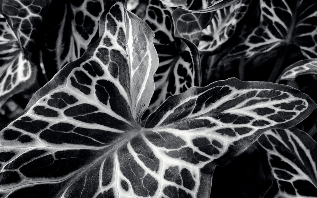 Ce que Jean Gaumy a vu à Giverny avec un iPhone