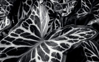 Ce que Jean Gaumy a vu à Giverny avec un iPhone